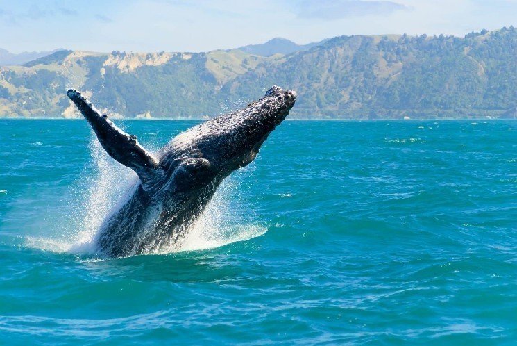 Manipulative Whales Are Making Big Moves in Altcoins: Here Are Their Latest Trades