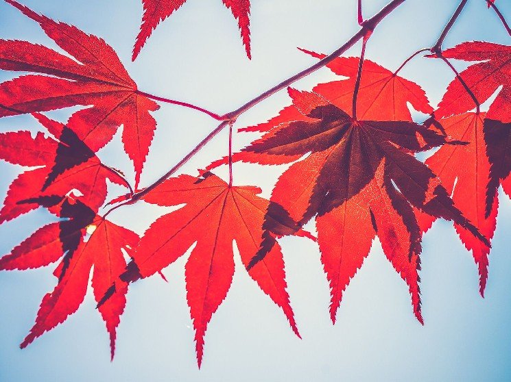 Maple Finance's SYRUP Bucks Bearish Crypto Slump With 23% Upside Move Maple Finance's SYRUP Bucks Bearish Crypto Slump With 23% Upside Move