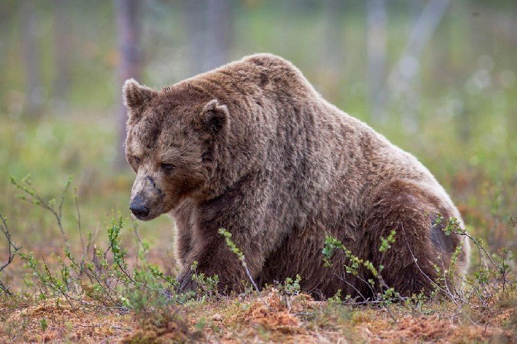 Are Traders Done With Ether? Options Market Now Prices Higher Risk for ETH Than BTC