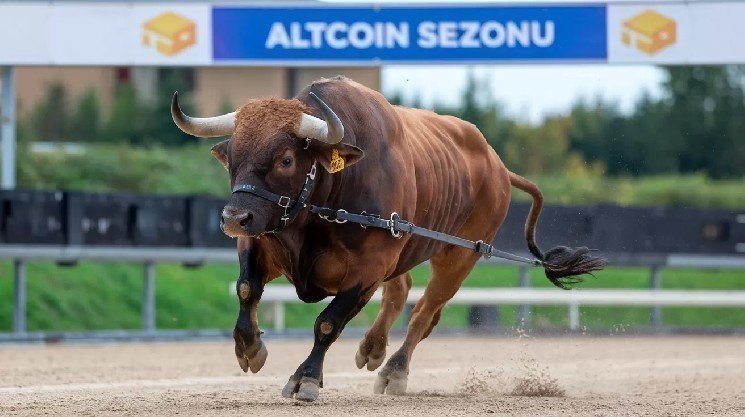 What's the Latest on Altcoin Season? Will It Be a Disappointment Again? Analysis Firm Explains!