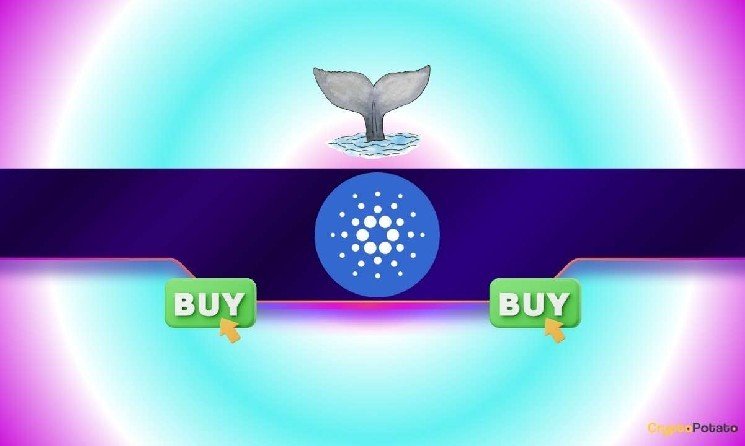 100,000,000 ADA Snapped Up by Whales in 24H: What&rsquo;s Next for Cardano&rsquo;s Price?