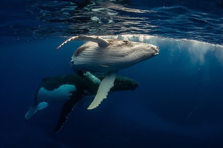 Watch Out: These 7 Altcoins Are Practically in the Hands of Whales &ndash; They Control the Supply