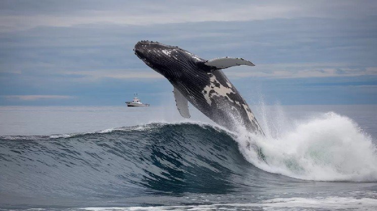 Bitcoin Breaks Records While Big Whales Keep Going: They Accelerated Altcoin Trading &ndash; Here Are the Transactions