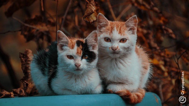 Crypto millionaire in China blames 200 cats for losing millions