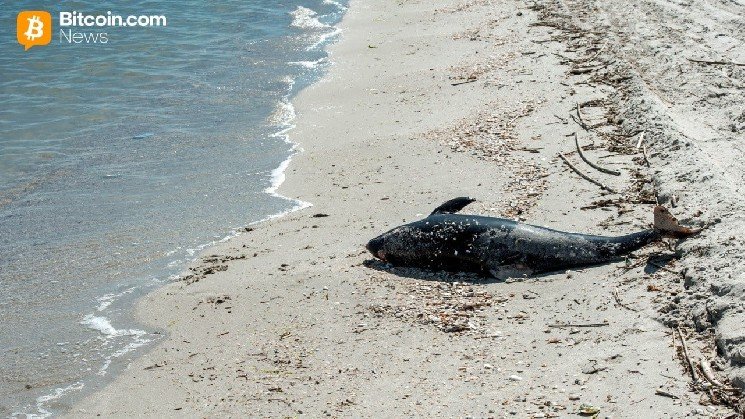 Aqua Wallet Suspends Dolphin Card Program After Provider Issue