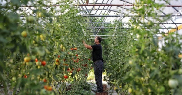 Canaan launches pilot converting Bitcoin mining heat to power greenhouse heating