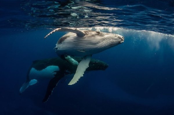 Big Whales Are Very Active in Bitcoin: They Are Accumulating Massively – There Are Also Developments on the Memecoin Side, Will Dogecoin Rise Again? Big Whales Are Very Active in Bitcoin: They Are Accumulating Massively – There Are Also Developments on the Memecoin Side, Will Dogecoin Rise Again?