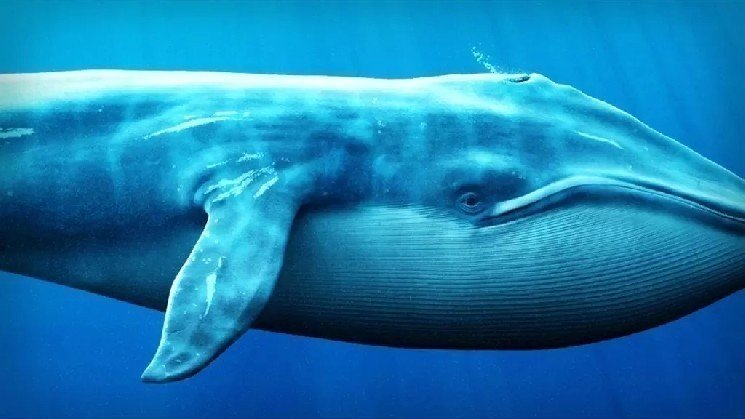 Signs That a Major Whale Might Be Preparing to Sell a Surprising Altcoin