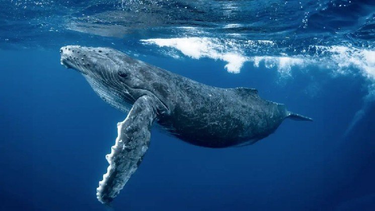 A Whale Lost $26 Million on an Altcoin but Didn&rsquo;t Give Up: Now Has a $8.5 Million Profit