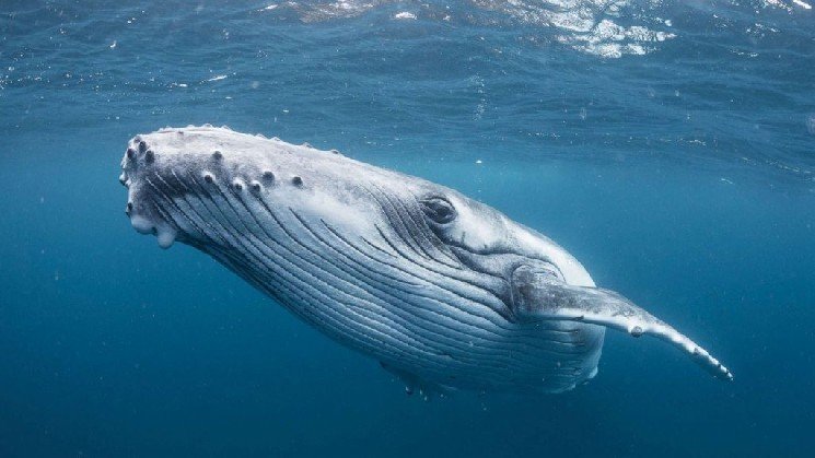 Ethereum Whales Are Exhibiting Behavior They Haven’t Shown in the Past Year Ethereum Whales Are Exhibiting Behavior They Haven’t Shown in the Past Year