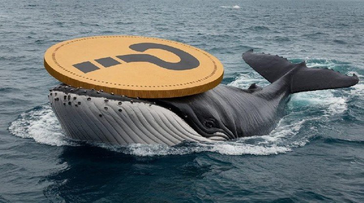 Bitcoin Surpasses $65,000 After US Move, Whales Get Active! Here Are Their Altcoin Transactions Bitcoin Surpasses $65,000 After US Move, Whales Get Active! Here Are Their Altcoin Transactions