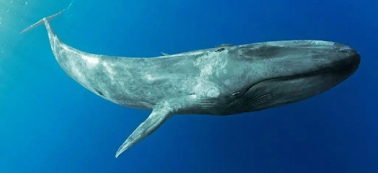 Big Whales Are Very Active: They&rsquo;re Buying and Selling a Lot of Altcoins Today