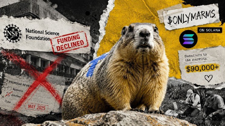 Solana traders on OnlyFans just saved a 64-year marmot wildlife study after federal funding stopped Solana traders on OnlyFans just saved a 64-year marmot wildlife study after federal funding stopped