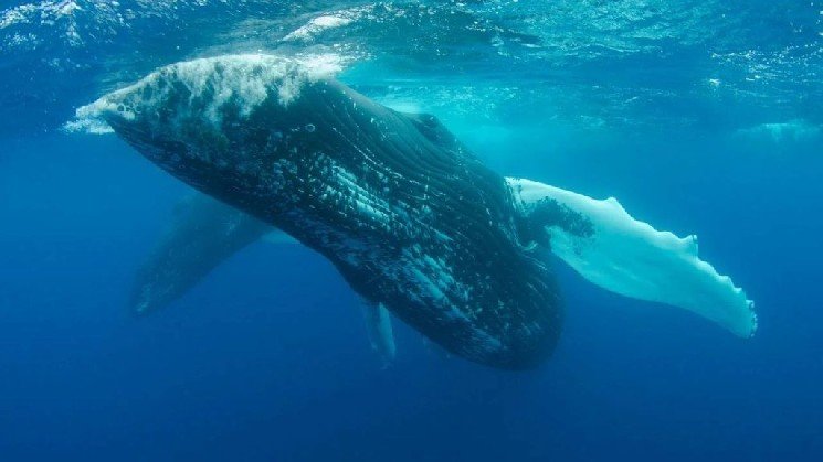 Here&rsquo;s What Altcoin Whales Did During the Big Rally
