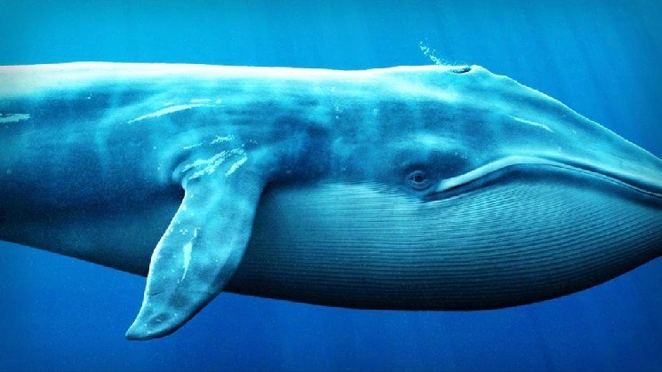 Analyst: “Whales Are Behind This Altcoin’s Rally” Analyst: “Whales Are Behind This Altcoin’s Rally”