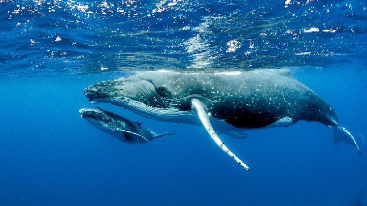 A Chinese Crypto Whale Made Major Changes to It&rsquo;s Positions Today